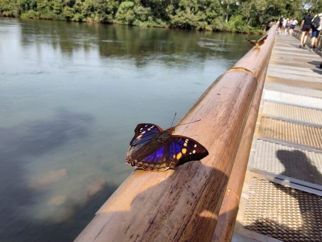 Buenos Aires: Iguazu Falls Semi-Private Tour With Flights - Availability, Pricing, and Policies