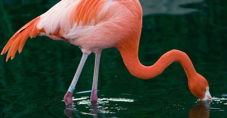 Buenos Aires: Temaiken Biopark Official Tickets - Ticket Information