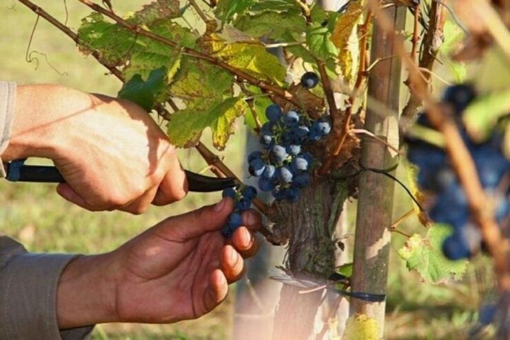 Buenos Aires: Wine Tasting and Lunch at Bodega Gamboa - Experience Highlights