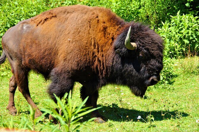 Buffalo Creek Ranch Tour Experience - Authentic Experiences and Insights from Reviews