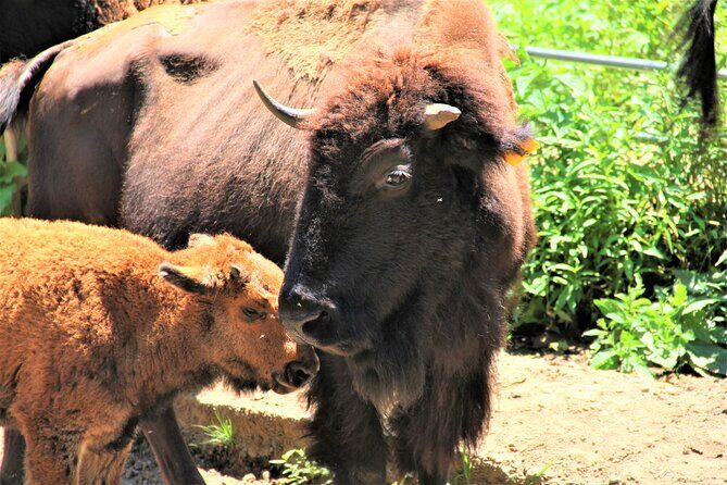 Buffalo Creek Ranch Tour Experience - Final Thoughts: Who Is This Tour Best For?