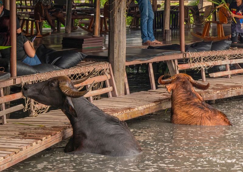 Buffalo Village, Celestial Town, Fortune Cat Temple & Market (myProG - Who should book this day trip?