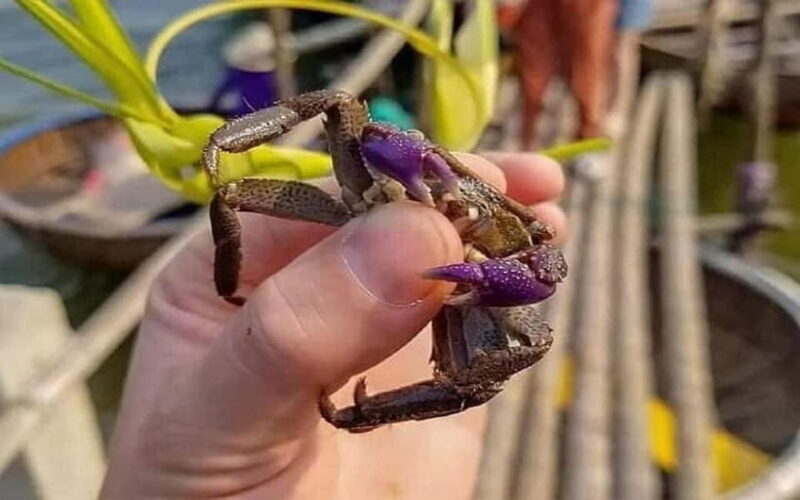 Buffaloe Riding/Ceramic/Cafe/Lantern Class/Basket Boat/Lunch - FAQ