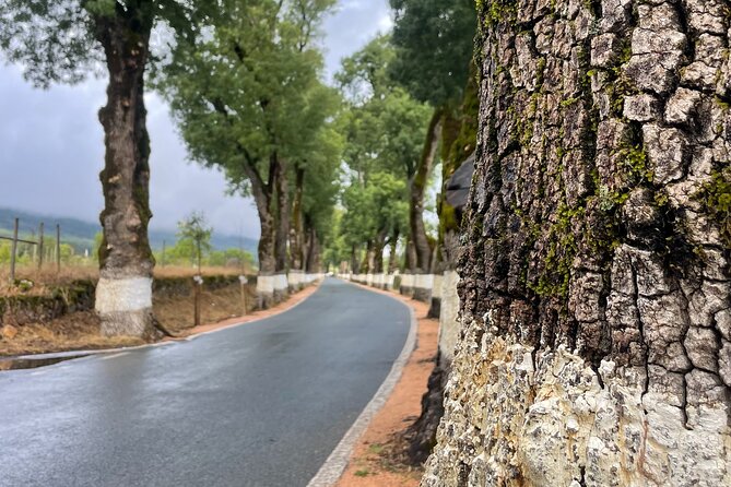 Buggy and Moto 4 Tours in Marvão - The Sum Up