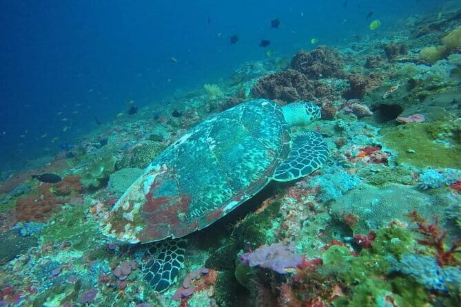 Buggy Bali UTV Adventure in Ubud with optional Hotel Transfer - Who Should Consider This Tour?