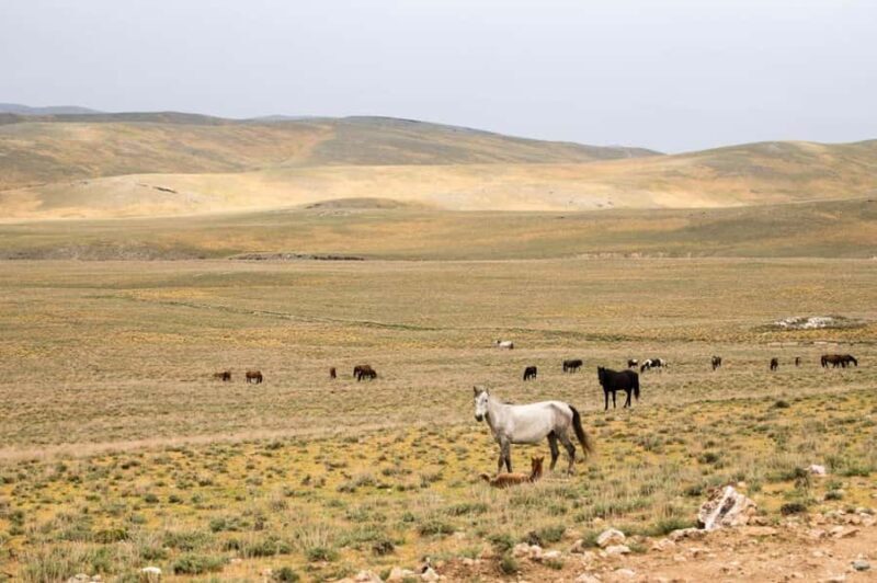 Bukhara/Samarkand: 2-Day Guided Nurata Mount & Desert Tour - Good To Know