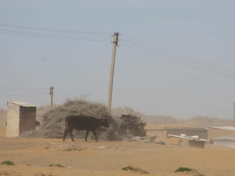 Bukhara/Samarkand: Nurata, Aydarkul Lake & Desert Day Trip - Who Will Love This Tour?