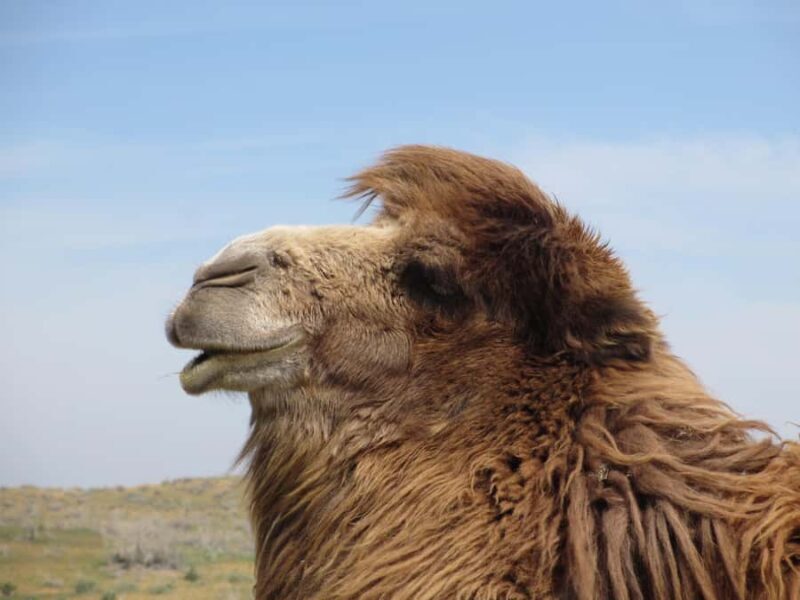 Bukhara/Samarkand: Nurata, Aydarkul Lake & Desert Day Trip - FAQs