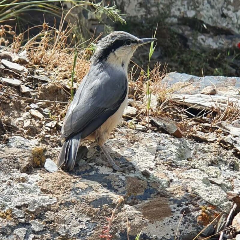 Bukhara: Sarmish-Soy Gorge Petroglyphs Day Trip - Practical Details: What to Expect & Tips