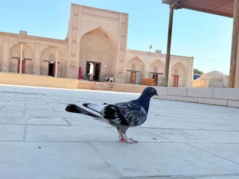 Bukhara: Summer Palace and City Outside Tour with Car - The Sum Up