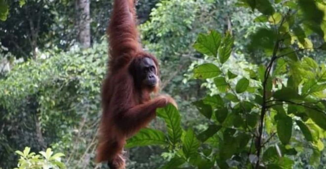 Bukit Lawang: 3-Day Jungle Trek & Overnight Mount Leuser - Inclusions and Accommodations