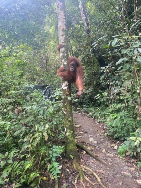 Bukit Lawang: 4-Day Orangutan Jungle Trekking Adventure - Packing Essentials