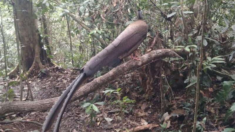 Bukit Lawang: 4-Day Wild Orangutan and Art Trek - Who Will Love This Tour?