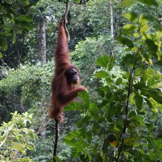 Bukit Lawang: 6-Day Wonderful Jungle Trek & Retreat - FAQ