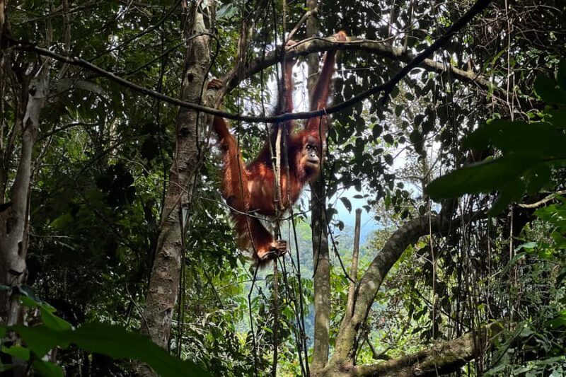 Bukit Lawang: 7-Day North Sumatra Highlights Tour - Starting in Medan and Heading to Bukit Lawang