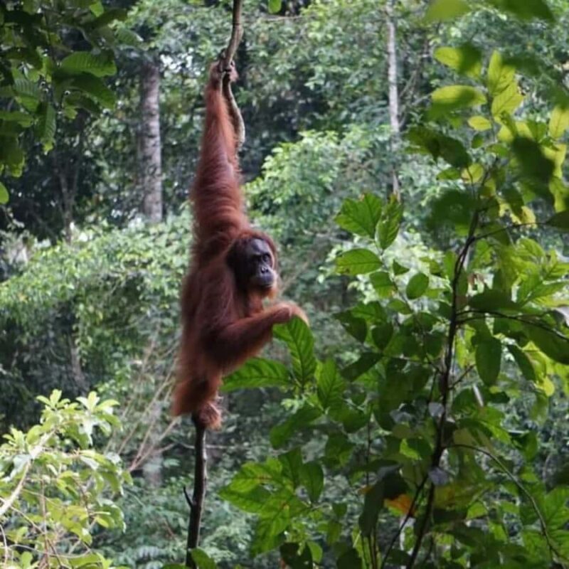 Bukit Lawang: A Unique Wildlife Tour & Overnight into Jungle - Good To Know