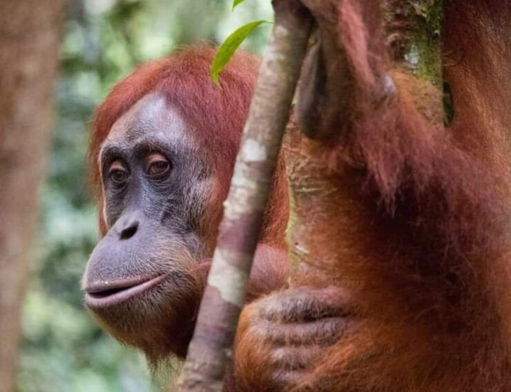 Bukit Lawang: a Unique Wildlife Tour & Overnight Into Jungle - Key Points