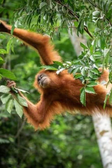 Bukit Lawang: a Unique Wildlife Tour & Overnight Into Jungle - Itinerary Details