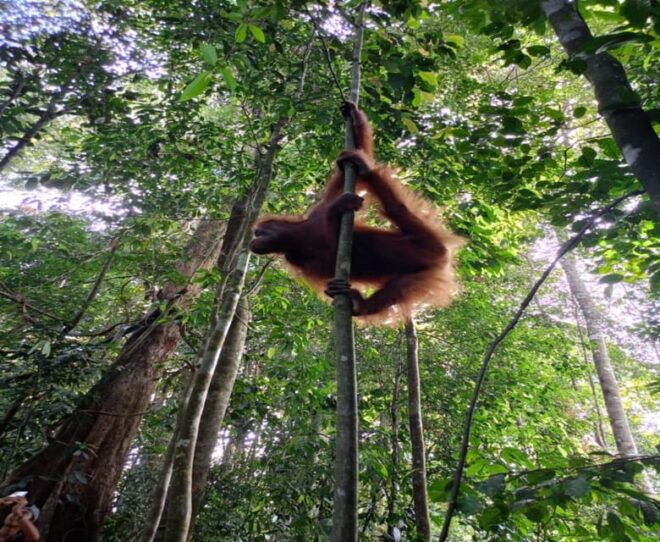Bukit Lawang: a Unique Wildlife Tour & Overnight Into Jungle - Inclusions and Amenities