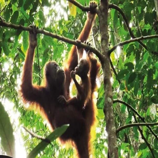Bukit Lawang: a Unique Wildlife Tour & Overnight Into Jungle - Packing Essentials