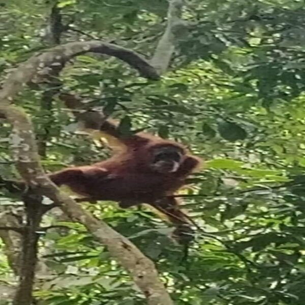 Bukit Lawang: a Unique Wildlife Tour & Overnight Into Jungle - Customer Feedback