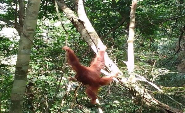 Bukit Lawang: a Unique Wildlife Tour & Overnight Into Jungle - Booking Information