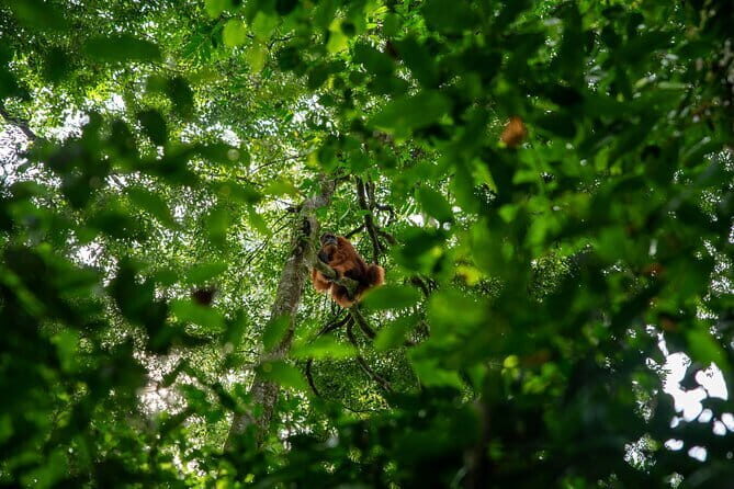 Bukit Lawang Berastagi 4 Days 3 Nights Volcano & Jungle Trekking - What Makes This Tour a Great Value