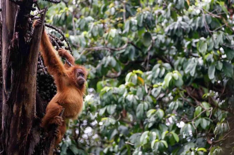 Bukit Lawang: Eco-Friendly Jungle Trek with Orangutans - Good To Know