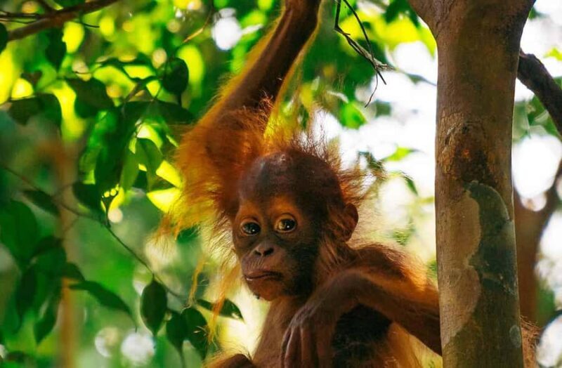 Bukit Lawang: Half Day Ethical Jungle And Eco Friendly Trek - Good To Know