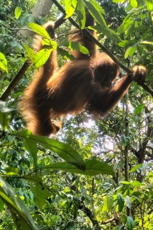 Bukit Lawang: Incredible Wildlife & Magnificent Jungle Trek - Key Points