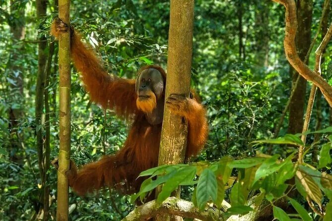 Bukit Lawang Jungle Trek Sumatran Safari - Discover the Wild Side of Sumatra: Bukit Lawang Jungle Trek Sumatran Safari Review