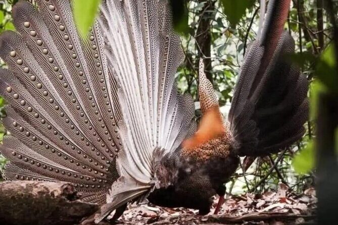 Bukit Lawang Jungle Trek Sumatran Safari - Good To Know