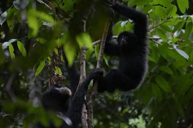 Bukit Lawang Jungle Trek Sumatran Safari - Authentic Experiences Shared by Past Travelers