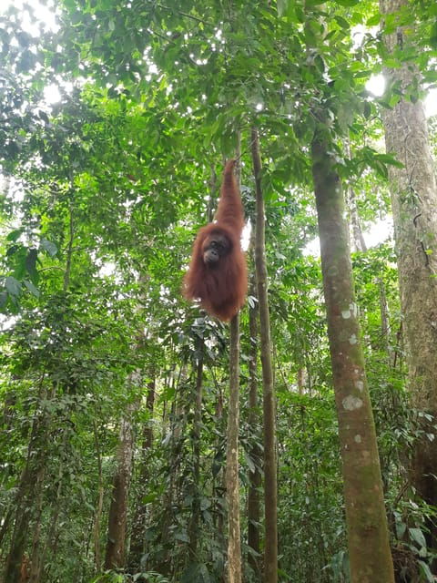 Bukit Lawang: Jungle Trekking and Rafting Day Trip - Key Points