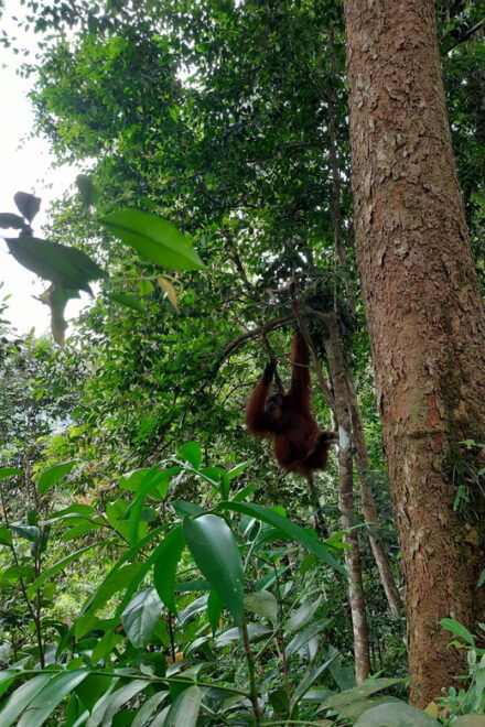 Bukit Lawang: Jungle Trekking and Rafting Day Trip - Highlights and Features