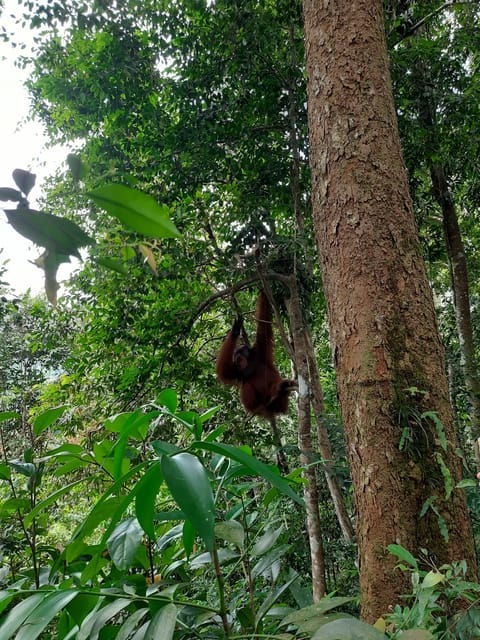 Bukit Lawang: Jungle Trekking and Rafting Day Trip - Customer Reviews