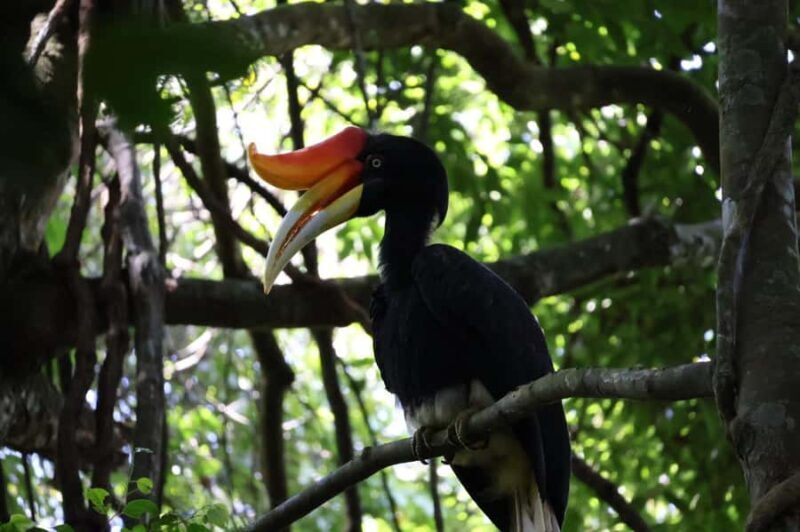 Bukit Lawang: Orangutan Jungle Trekking Tour & Homestay SAMA - Good To Know