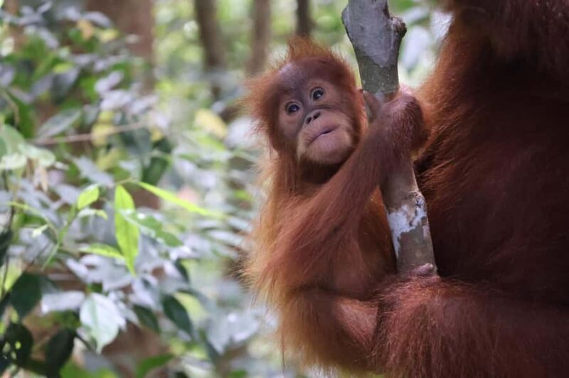 Bukit Lawang: Orangutan Jungle Trekking Tour & Homestay SAMA - Who Will Love This Experience?