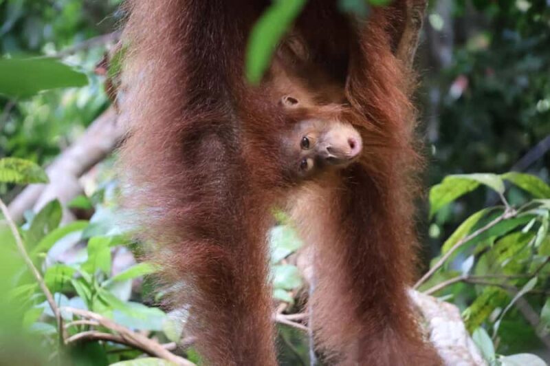 Bukit Lawang: Orangutan Jungle Trekking Tour & Homestay SAMA - The Value of the Experience