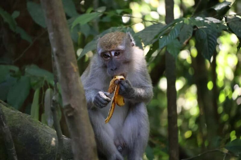 Bukit Lawang: Orangutan Jungle Trekking Tour & Homestay SAMA - Frequently Asked Questions