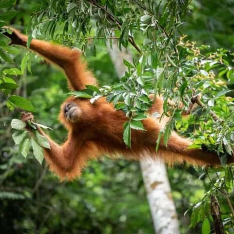 Bukit Lawang: Orangutan Tour & Wonderful Jungle View - What Makes This Tour Truly Valuable