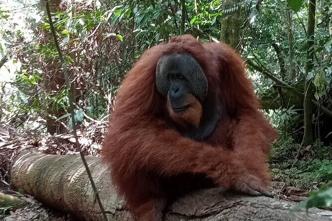 Bukit lawang | Orangutan trekking and Art Class Excursion (2D1N) - Frequently Asked Questions