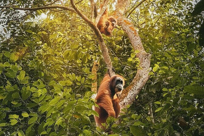 Bukit lawang | Orangutan trekking and Art Class Excursion (2D1N) - The Itinerary Breakdown