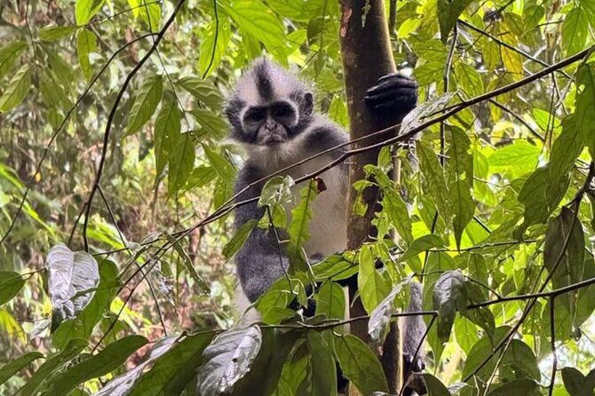 Bukit lawang | Orangutan trekking and Art Class Excursion (2D1N) - Authentic Experiences and Unique Highlights
