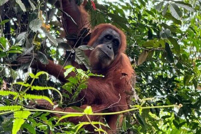 Bukit lawang | Orangutan trekking and Art Class Excursion (2D1N) - FAQ