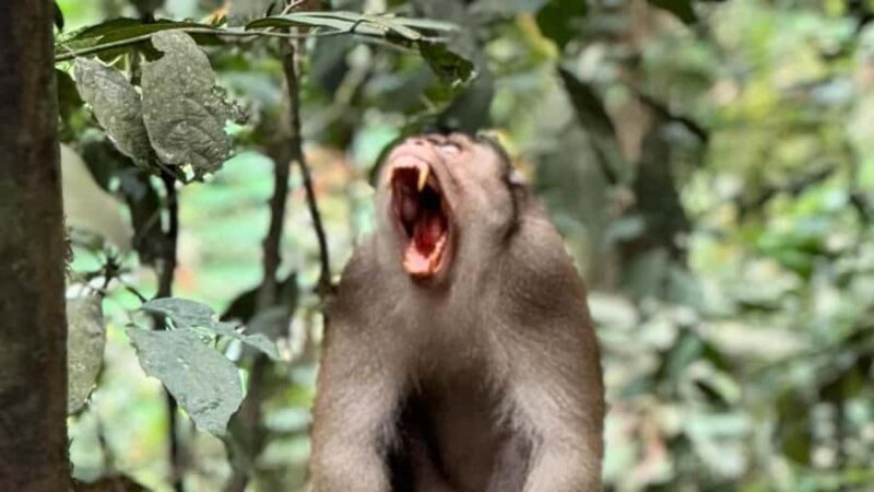 Bukit Lawang: Private Jungle Trek & River Tubing Tour - FAQs