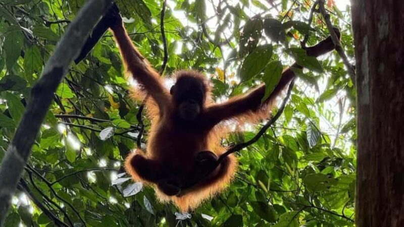 Bukit Lawang: Private Jungle Trek & River Tubing Tour - Good To Know