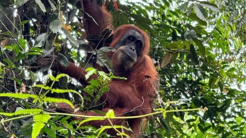 Bukit Lawang: Private Jungle Trek & River Tubing Tour - A Deep Dive Into the Experience