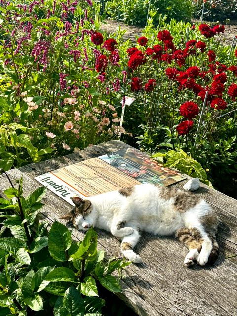 Bulb Region: Dahlias and Mills Bicycle Tour - Activity Details and Options