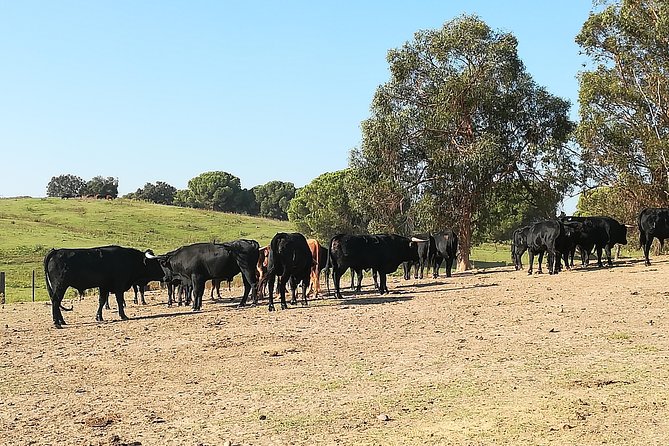 Bull Breeding Farm: Guided Half-Day Tour From Seville - Magnificent Toros Bravos Experience